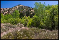 Wildflowers and riparian habitat in the spring. Pinnacles National Park, California, USA.