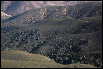 Forested hills seen from above. Pinnacles National Park, California, USA. (color)