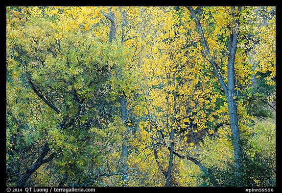 Autumn foliage along near Peaks View. Pinnacles National Park, California, USA.