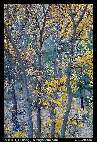 Trees in autumn foliage, Bear Valley. Pinnacles National Park, California, USA.