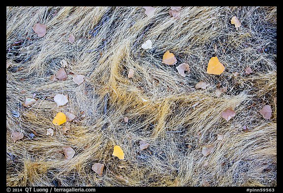 Ground view in autumn with grasses and fallen leaves. Pinnacles National Park, California, USA.