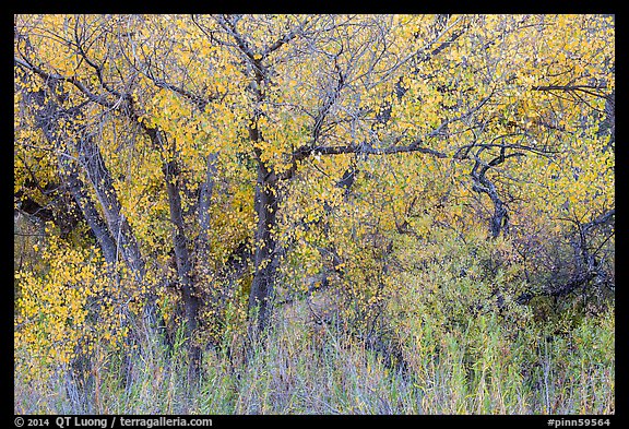 Cottonwoods in fall colors along Chalone Creek. Pinnacles National Park, California, USA.