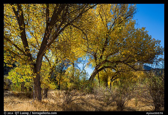Group of cottonwoods trees in autumn. Pinnacles National Park (color)
