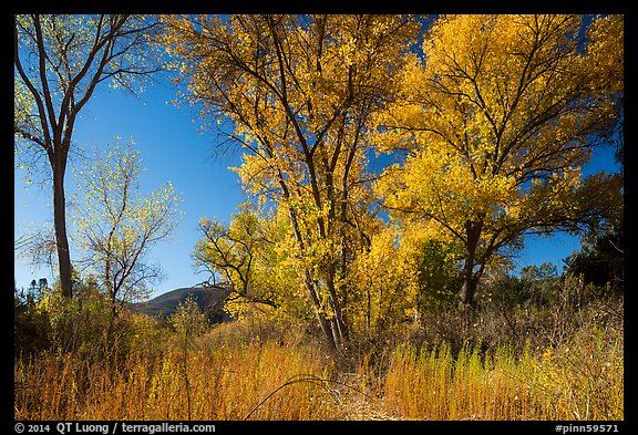 Autumn landscape with brighly colored trees. Pinnacles National Park (color)