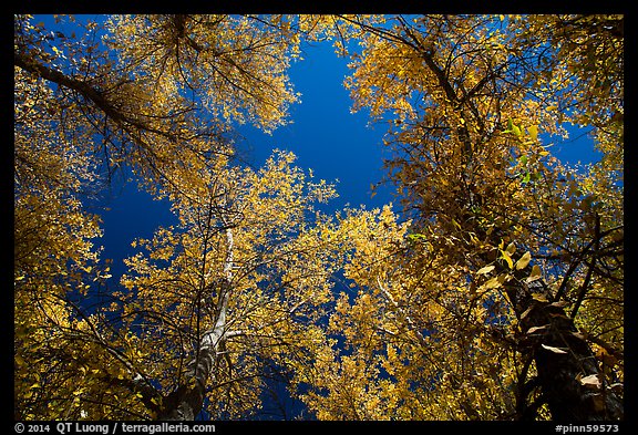 Looking up trees in autumn foliage. Pinnacles National Park, California, USA.
