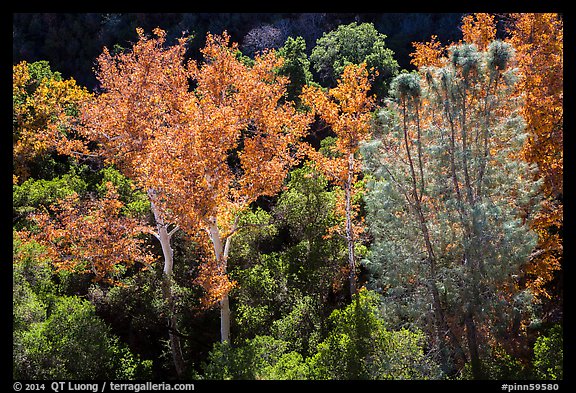 Sycamores and evergreens in autumn along Bear Gulch. Pinnacles National Park, California, USA.