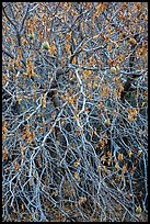 Close-up of Buckeye bare branches in autumn. Pinnacles National Park, California, USA.
