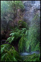Lush vegetation at the base of Moses Spring. Pinnacles National Park ( color)