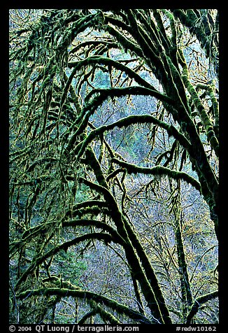 Moss-covered arching tree. Redwood National Park, California, USA.