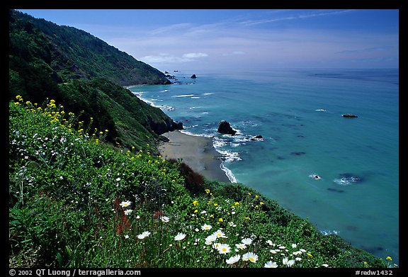 Wildflowers and Enderts Beach. Redwood National Park, California, USA.