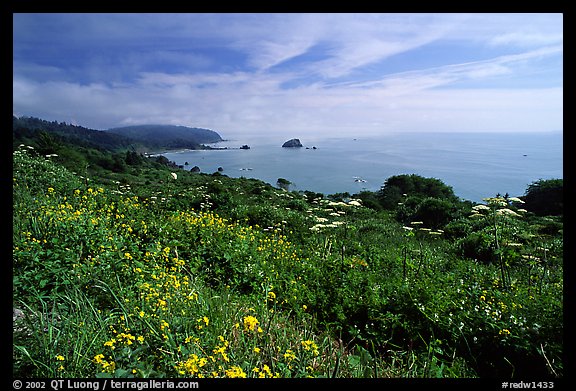 Wildflowers and Ocean, Del Norte Coast Redwoods State Park. Redwood National Park (color)