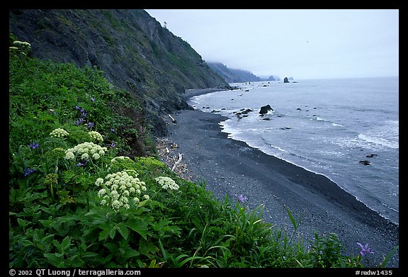 Coastline with black sand beach and wildflowers. Redwood National Park, California, USA.