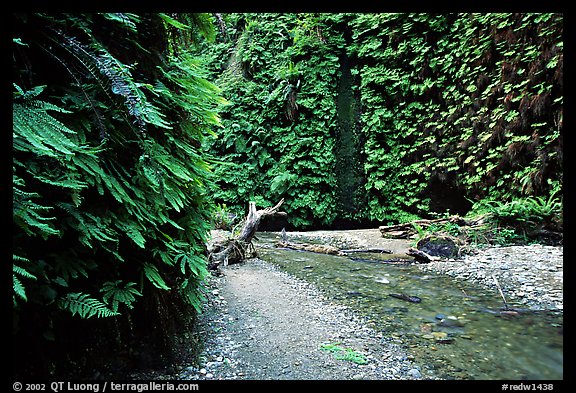 Fern Canyon with Fern-covered walls, Prairie Creek Redwoods State Park. Redwood National Park, California, USA.
