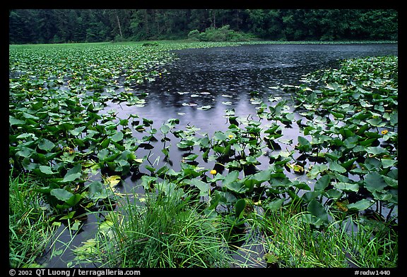 Pond with water plants. Redwood National Park, California, USA.