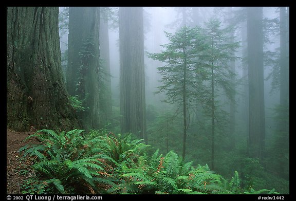        { ..... Redwood,