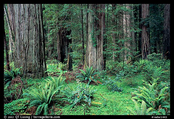 Ferns, redwoods, Del Norte Redwoods State Park. Redwood National Park (color)