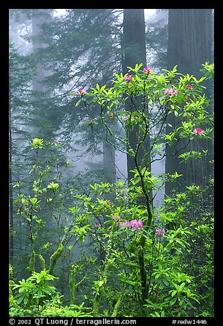 Rododendrons, coast redwoods, and fog, Del Norte. Redwood National Park, California, USA.