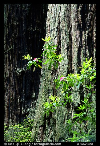 Redwood trunk and rododendron. Redwood National Park, California, USA.