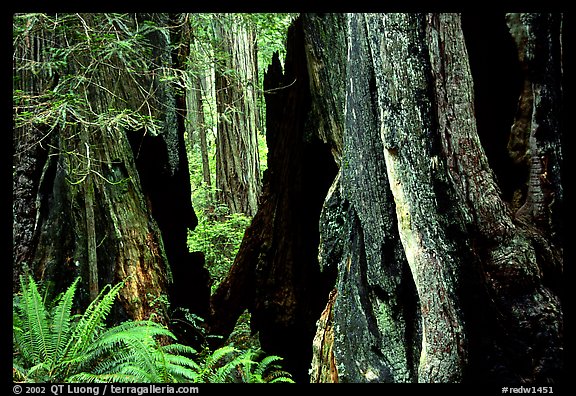 Hollowed redwood tree and ferns, Del Norte Redwoods State Park. Redwood National Park, California, USA.