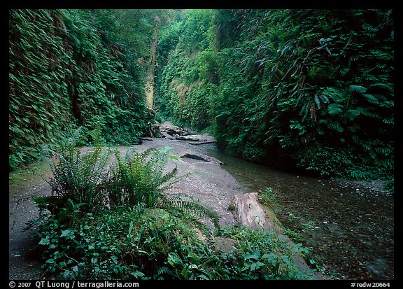 Stream and walls covered with ferns, Fern Canyon. Redwood National Park, California, USA.
