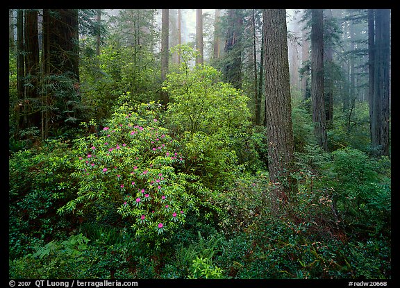 Rododendrons and redwoods, Del Norte. Redwood National Park (color)