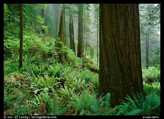 Ferns and trunks, foggy forest, Del Norte. Redwood National Park, California, USA.