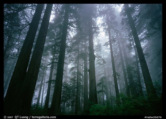 Tall coast redwood trees (Sequoia sempervirens) in fog, Lady Bird Johnson Grove. Redwood National Park (color)