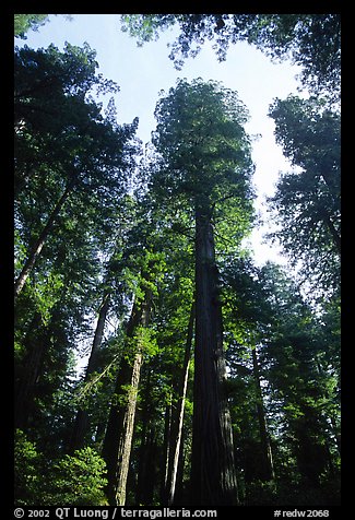 Towering redwoods, Lady Bird Johnson grove. Redwood National Park (color)