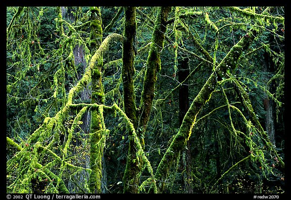 Alder and mosses. Redwood National Park, California, USA.