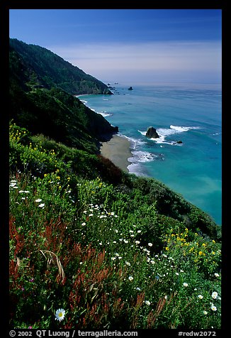 Wildflowers and Enderts Beach. Redwood National Park, California, USA.