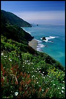 Wildflowers and Enderts Beach. Redwood National Park, California, USA. (color)