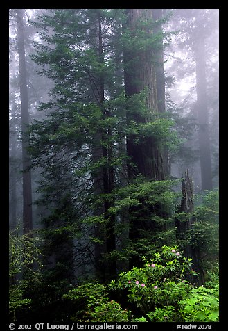 Large redwood trees in fog, with rododendrons at  base, Del Norte. Redwood National Park, California, USA.