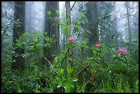 Rododendrons, redwoods, and fog, Lady Bird Johnson Grove. Redwood National Park, California, USA.
