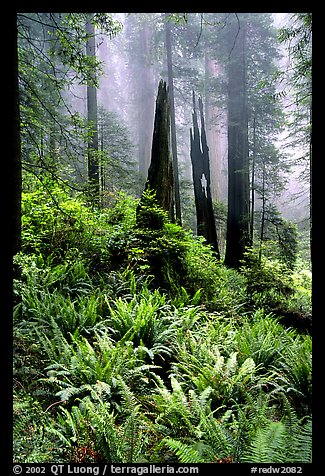 Ferns, burned redwood trees, and fog, Del Norte. Redwood National Park, California, USA.
