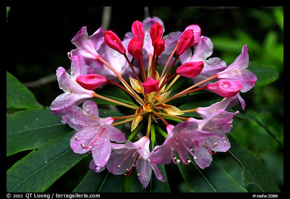 Rhodoendron flower close-up. Redwood National Park, California, USA.