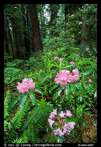 Rhodoendron flowers after  rain, Del Norte Redwoods State Park. Redwood National Park, California, USA.