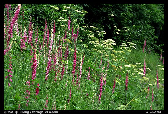 Pink and white wildflowers in meadow. Redwood National Park, California, USA.