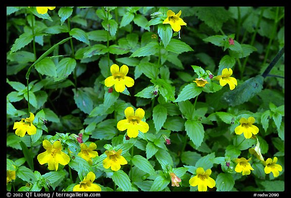 Close-up of yellow wildflowers. Redwood National Park, California, USA.