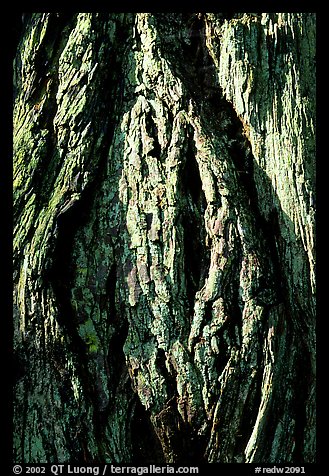 Redwood bark close-up. Redwood National Park, California, USA.