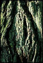 Redwood bark close-up. Redwood National Park, California, USA. (color)