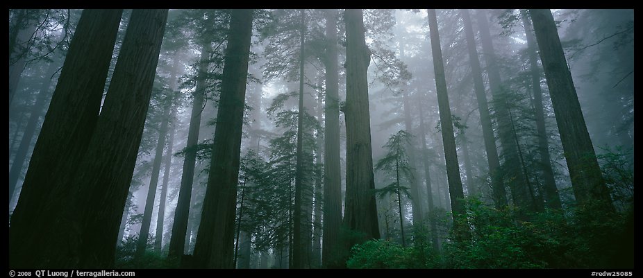 Tall forest in mist. Redwood National Park (color)