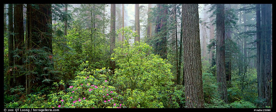 Spring forest with rhododendrons. Redwood National Park (color)