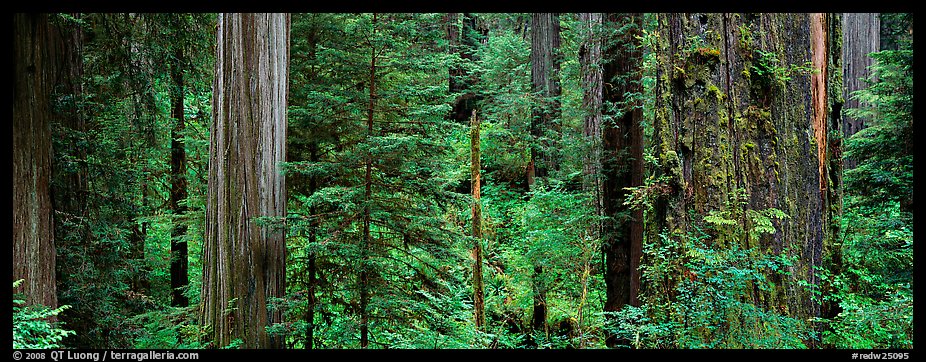 Redwood National Park (color)