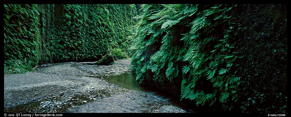 Stream in Fern Canyon. Redwood National Park (color)