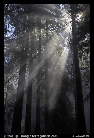 Redwood forest and sun rays, Del Norte Redwoods State Park. Redwood National Park (color)