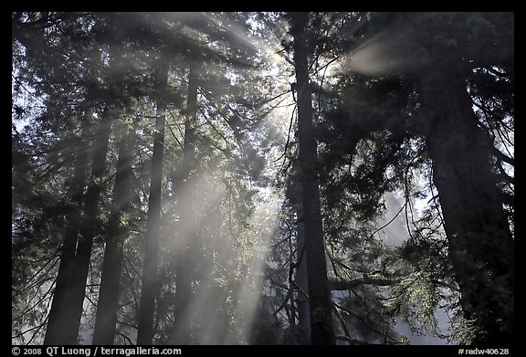 Tall redwood trees and backlit sun rays. Redwood National Park, California, USA.