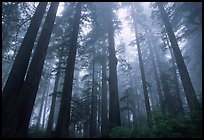Tall redwood trees in fog, Lady Bird Johnson grove. Redwood National Park, California, USA.