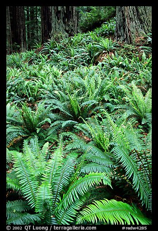 Pacific sword ferns and redwood trees, Prairie Creek Redwoods State Park. Redwood National Park, California, USA.