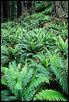 Pacific sword ferns and redwood trees, Prairie Creek Redwoods State Park. Redwood National Park, California, USA.