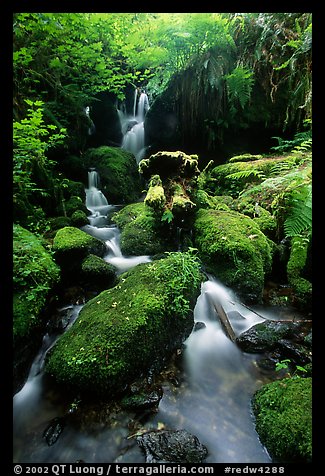Cascade and mossy rocks, Trillium Falls, Prairie Creek Redwoods State Park. Redwood National Park, California, USA.